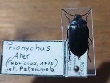 Coleoptera Alleculidae  Prionychus Ater  italy Lazio 