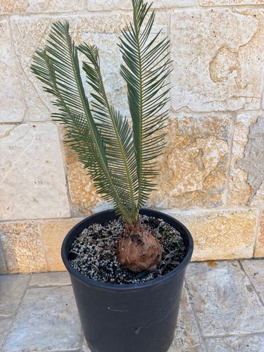 Encephalartos ghellinckii berg