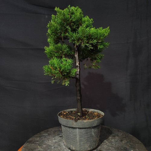 Bonsai juniperus chinensis - juniperus,