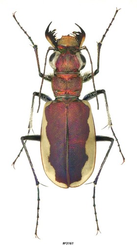 Coleotteri cicindelidae - coleotteri,