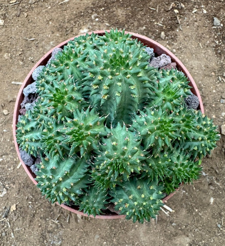Euphorbia susannae - euphorbia,