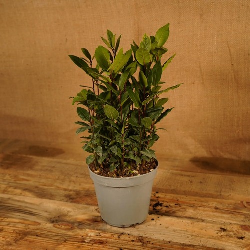Laurus nobilis albero di - albero,