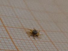 Ruota Omega Co-Axial 8912 Come Da Foto