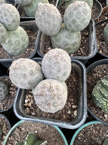 Rara pianta succulenta