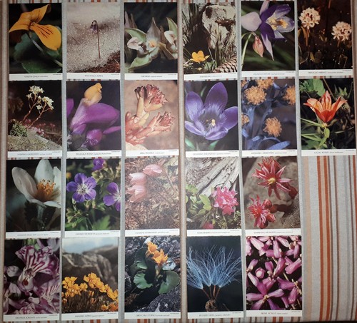 Cartoline vintage fiori - cartoline,