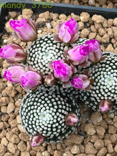 1pcs raresucculente - 1pcs,