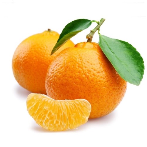 Pianta albero mandarino comune - mandarino,