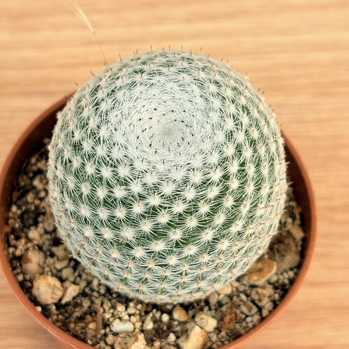 Mammillaria perbella pot - ,