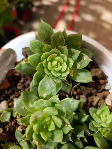 Echeveria chrissy ryan - echeveria, 'chrissy'n'ryan'