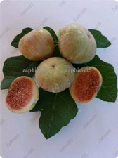 1 x Fico "Smyrneiki" varietà