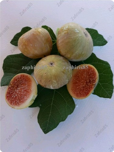 Talee fico smyrneika - 2x,