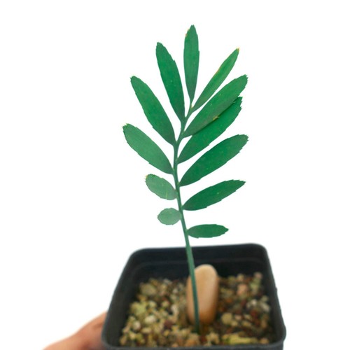 Encephalartos dolomiticus - ,