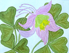 PITTURA ACQUERELLO FIORE