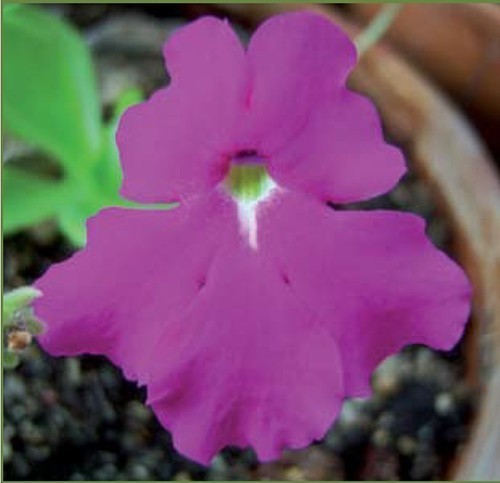 Pinguicula colimensis 2026