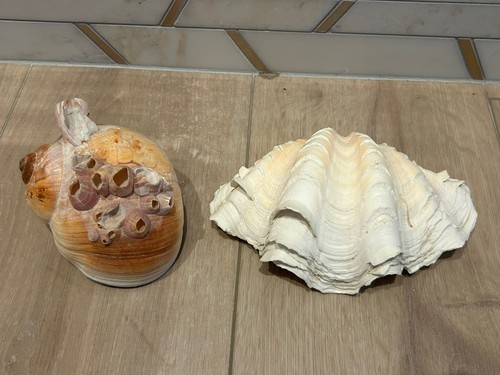 Vintage naturale tridacna - vintage,