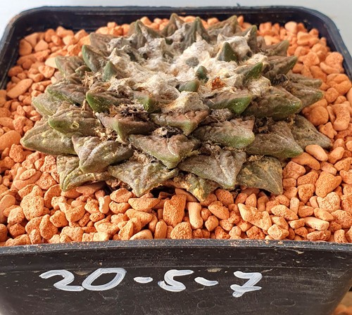 Antico ariocarpus - antico,