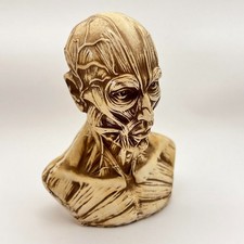 Modello anatomico vintage