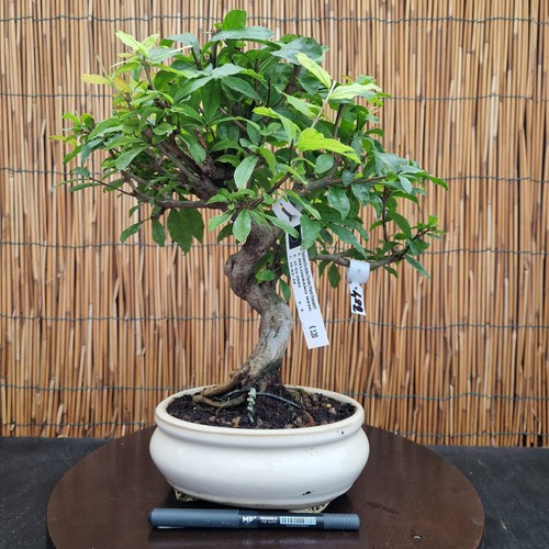 Bonsai melograno neikan - melograno, h