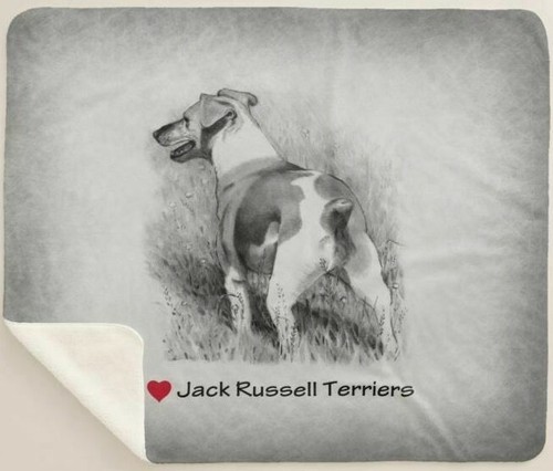 Love jack russell terrier - love,