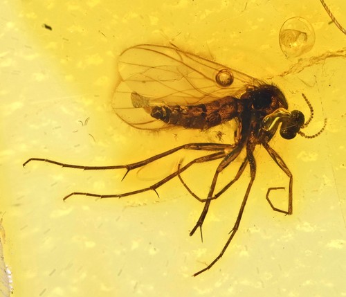 Mycetophilidae dettagliato