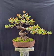 Grande offerta - Bonsai Ficus