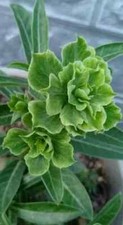 Semi adenium obesum green - di,