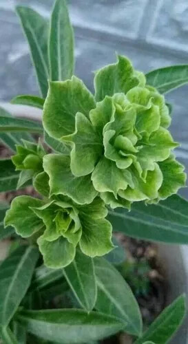 Semi adenium obesum - di, green