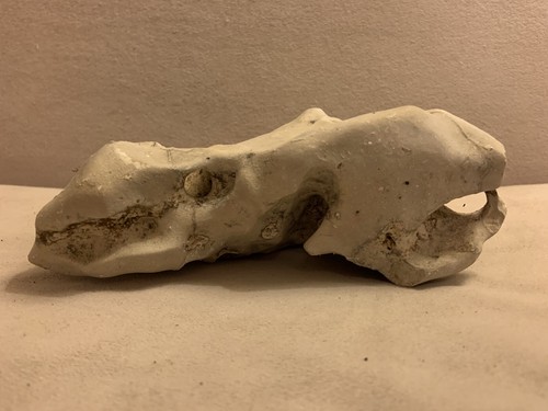 Texas holey rock acquario - holey,