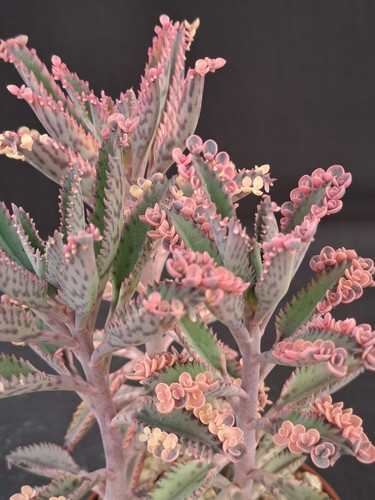 Kalanchoe daigremontiana