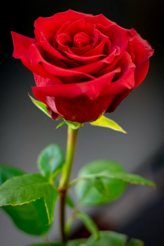 Rosa rossa red - rossa, 100