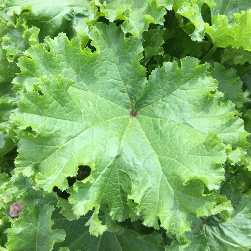 Malva per verdure - ,