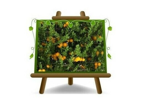 Agrumi arancio dolce citrus - arancio,
