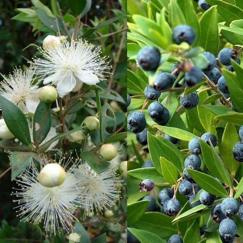 Semi bacche myrtus - 20,
