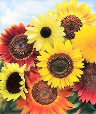 Semi di Girasole Mix 8 Specie