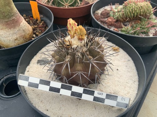 084 copiapoa spec wysiwyg - copiapoa,