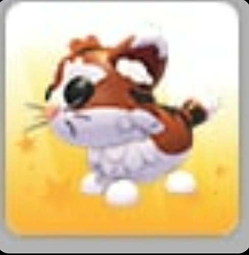 Gatto munchkin adotta ora - munchkin, |