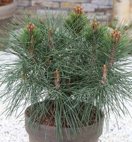 Sfera pino pierrick bregeon - pino,
