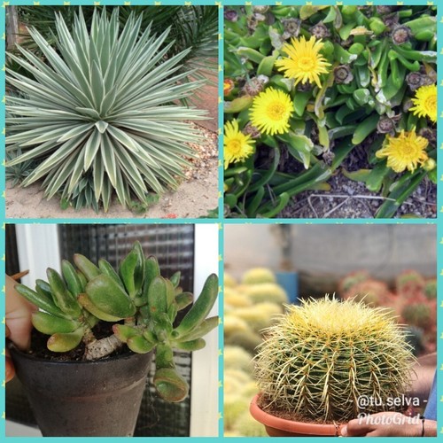 150 semillas una planta - 150, y