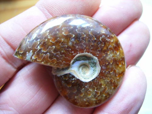 Bellissima ammonite levigata - ammonite,,