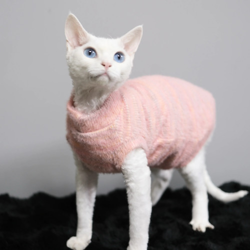 Vestiti per sphynx - vestiti, cappotto