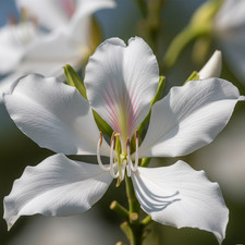 Bauhinia Acuminata – 10 Semi