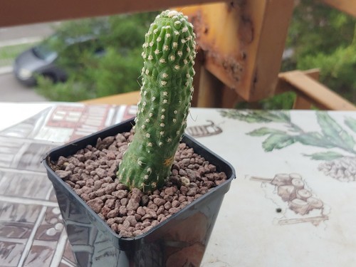 Notocactus scopa monstered - notocactus,
