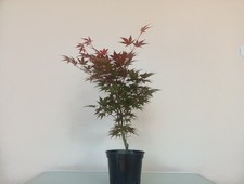 BONSAI ACERO PALMATO