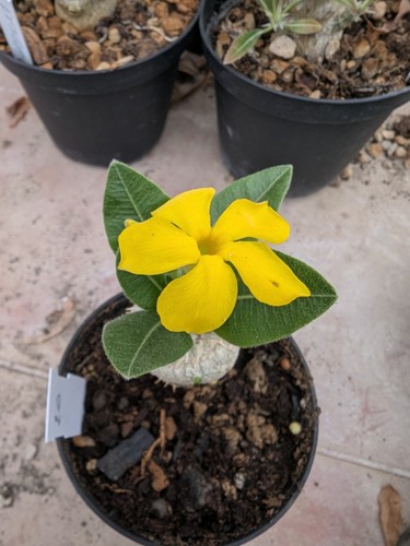 Pachypodium brevicaule