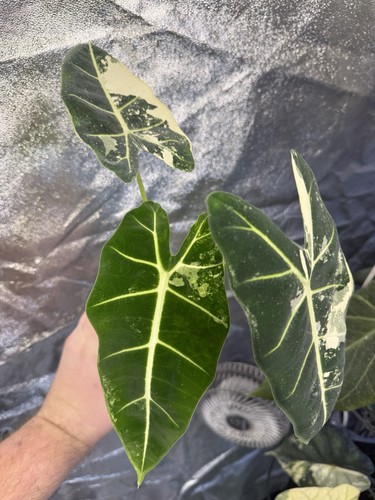 Alocasia variegated albo - variegated,