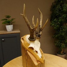 Corna di Cervo Grandi Cervi