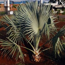 Palma Bismarck (Bismarckia nobilis) - 2 semi