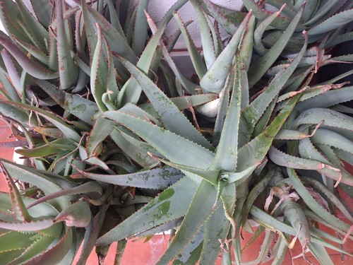 Talee aloe arborescens vera - arborescens,