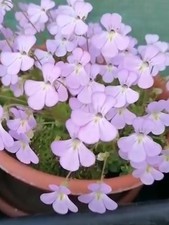 Pinguicula ehlersiae 