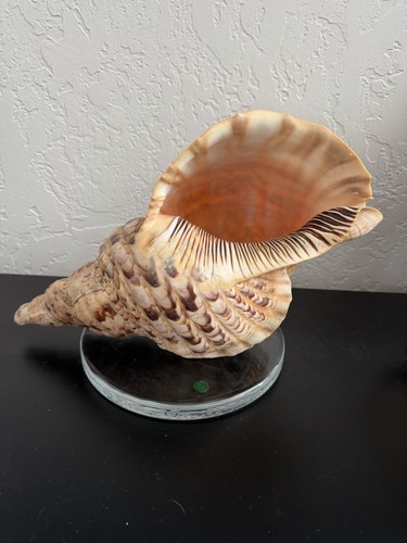 Charonia tritonis guscio - charonia,